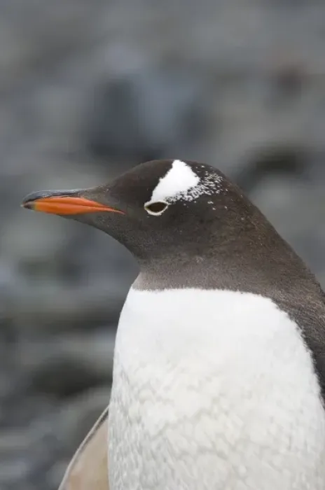 Framed Print : Antarctica, Aitcho Islands. Gentoo penguin on beach, Antarctica