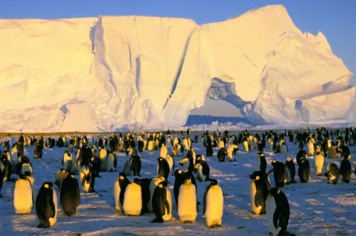 Framed Print : Antarctica, Antarctic Framed Print : Antarctica, Antarctic