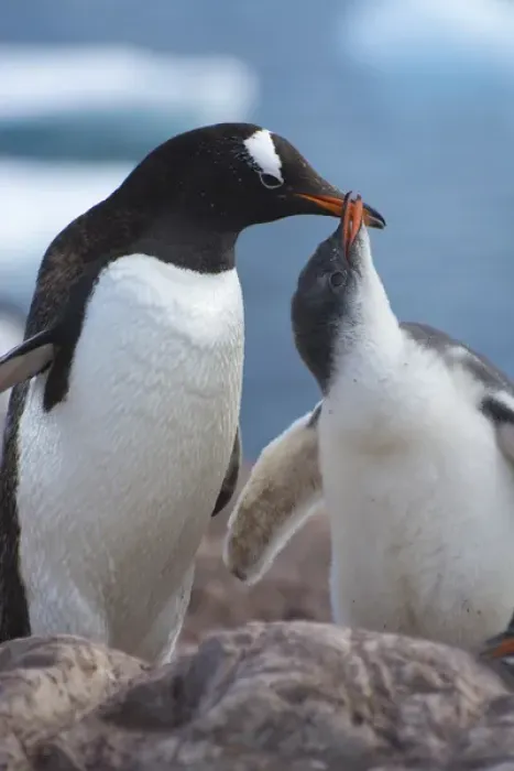 Framed Print : Antarctica. Antarctic Peninsula. Neko Harbor. Gentoo Penguin (Pygoscelis papua) colony