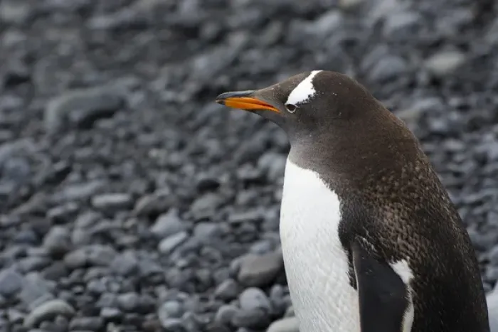 Framed Print : Antarctica. Antarctic Peninsula. Brown Bluff. Gentoo penguin (Pygoscelis papua) Framed Print : Antarctica. Antarctic Peninsula. Brown Bluff. Gentoo penguin (Pygoscelis papua)