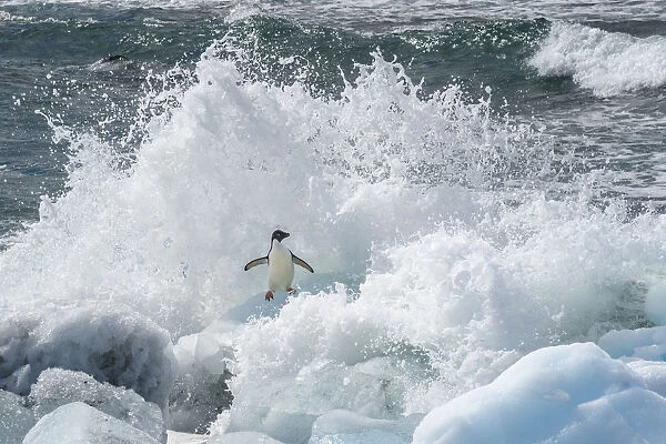 Antarctica, Antarctic Peninsula, Brown Bluff Adelie penguin, crashing wave