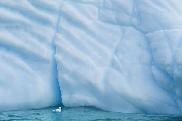 Antarctica, Antarctic Peninsula, Wilhelmina Bay with iceberg, glacial ice and snow petrel