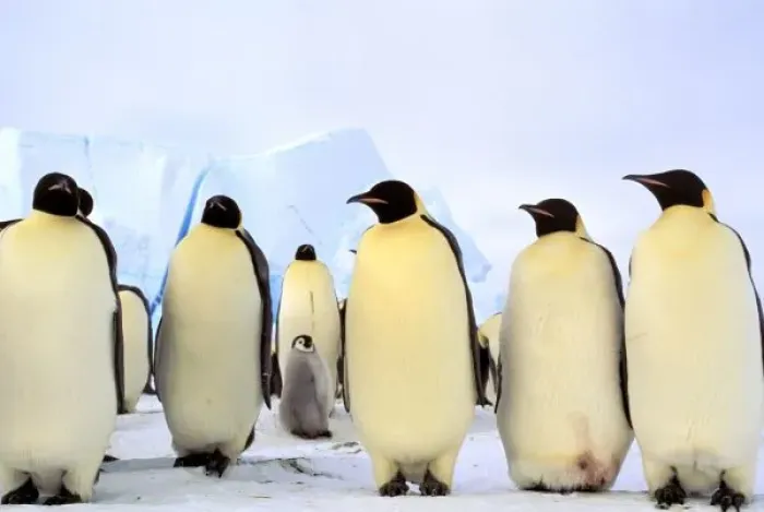 Framed Print : Antarctica, Antarctic Peninsula, Weddell Sea, Atka Bay. Emperor Penguins (Aptenodytes