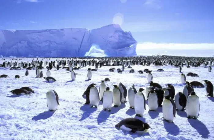 Framed Print : Antarctica, Antarctic Peninsula, Weddell Sea, Atka Sea. Emperor Penguins (Aptenodytes
