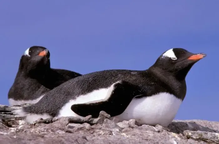 Framed Print : Antarctica, Antarctic Peninsula, Peterman Island. Gentoo Penguins (Pygoscelis papua)