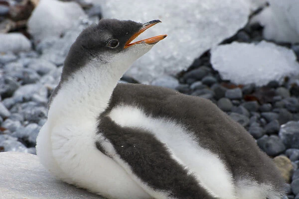 Antarctica. Antarctic Peninsula. Brown Bluff. Gentoo penguin (Pygoscelis papua) chick