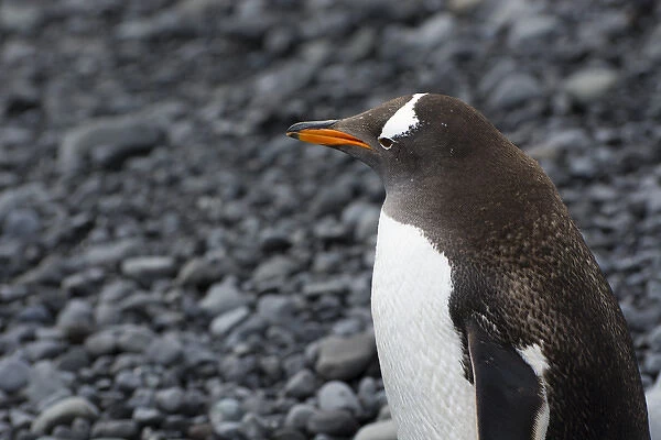 Antarctica. Antarctic Peninsula. Brown Bluff. Gentoo penguin (Pygoscelis papua)
