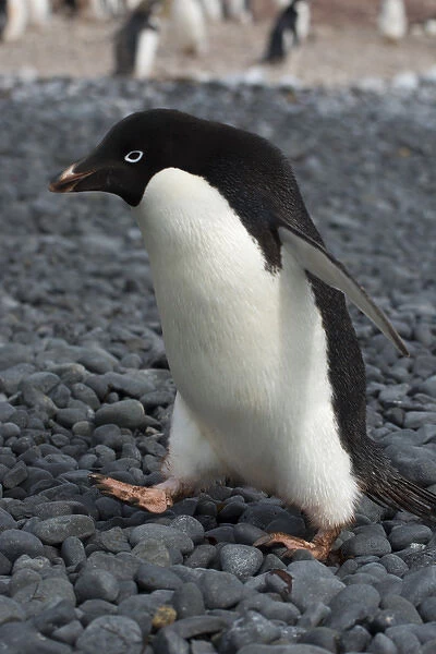 Antarctica. Antarctic Peninsula. Brown Bluff. Adelie penguins (Pygoscelis adeliae)