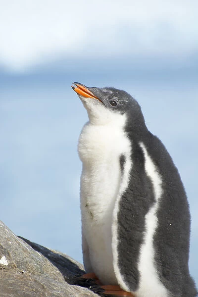 Antarctica. Antarctic Peninsula. Neko Harbor. Gentoo Penguin (Pygoscelis papua) colony