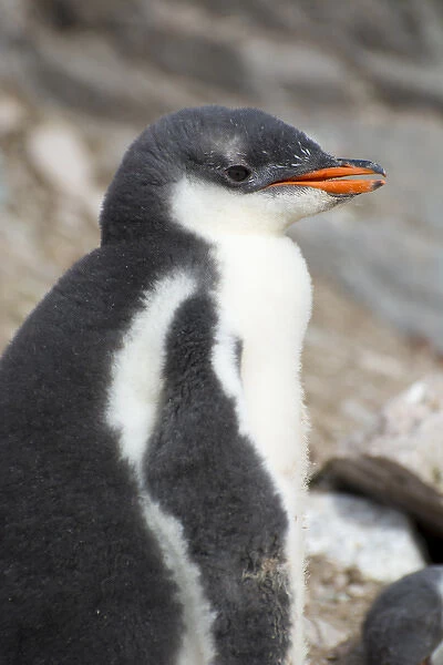 Antarctica. Antarctic Peninsula. Neko Harbor. Gentoo Penguin colony. Gentoo Penguin
