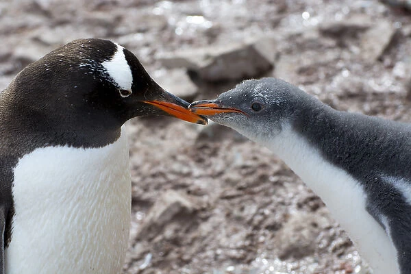 Antarctica. Antarctic Peninsula. Neko Harbor. Gentoo Penguin (Pygoscelis papua) colony