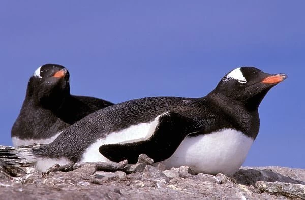 Antarctica, Antarctic Peninsula, Peterman Island. Gentoo Penguins (Pygoscelis papua)
