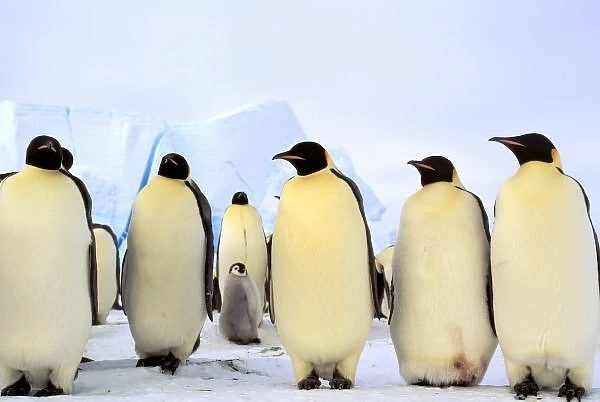 Antarctica, Antarctic Peninsula, Weddell Sea, Atka Bay. Emperor Penguins (Aptenodytes