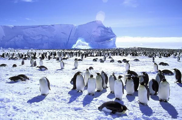 Antarctica, Antarctic Peninsula, Weddell Sea, Atka Sea. Emperor Penguins (Aptenodytes