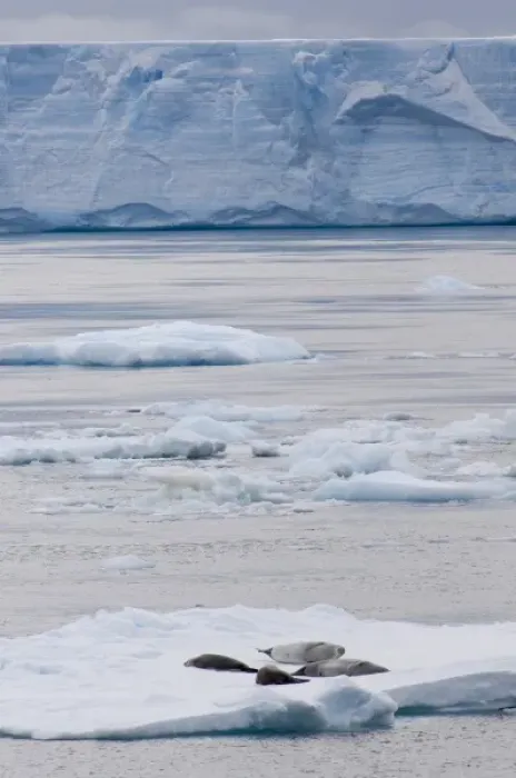 Framed Print : Antarctica, Antarctic Penninsula, Antarctic Sound. Crabeater seals (wild: Lobodon