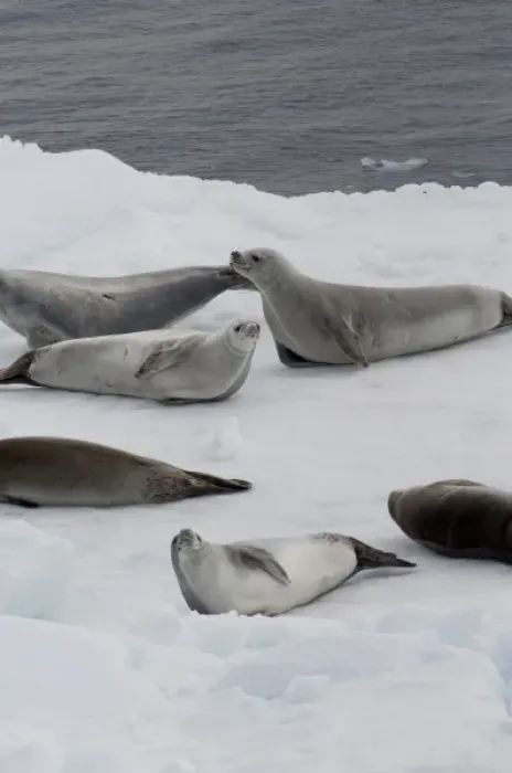 Framed Print : Antarctica, Antarctic Penninsula, Antarctic Sound. Crabeater seals (wild: Lobodon Framed Print : Antarctica, Antarctic Penninsula, Antarctic Sound. Crabeater seals (wild: Lobodon