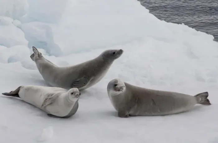 Framed Print : Antarctica, Antarctic Penninsula, Antarctic Sound. Crabeater seals (wild: Lobodon Framed Print : Antarctica, Antarctic Penninsula, Antarctic Sound. Crabeater seals (wild: Lobodon