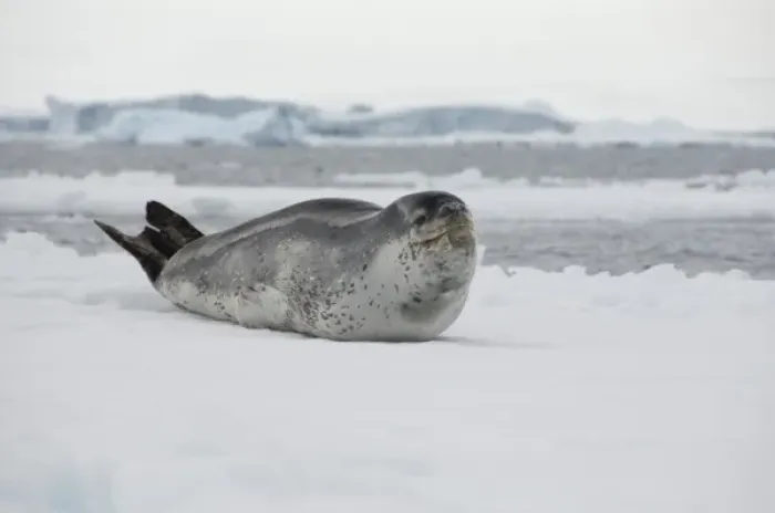 Framed Print : Antarctica, Antarctic Penninsula, Antarctic Sound. Leopard seal on iceberg (Wild Framed Print : Antarctica, Antarctic Penninsula, Antarctic Sound. Leopard seal on iceberg (Wild