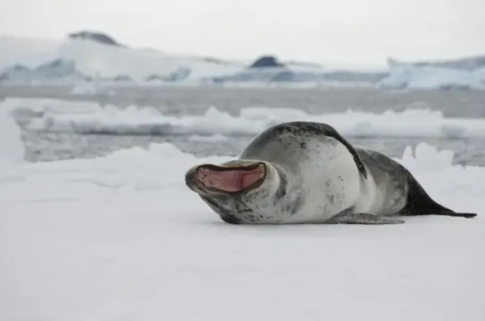 Framed Print : Antarctica, Antarctic Penninsula, Antarctic Sound. Leopard seal on iceberg (Wild Framed Print : Antarctica, Antarctic Penninsula, Antarctic Sound. Leopard seal on iceberg (Wild