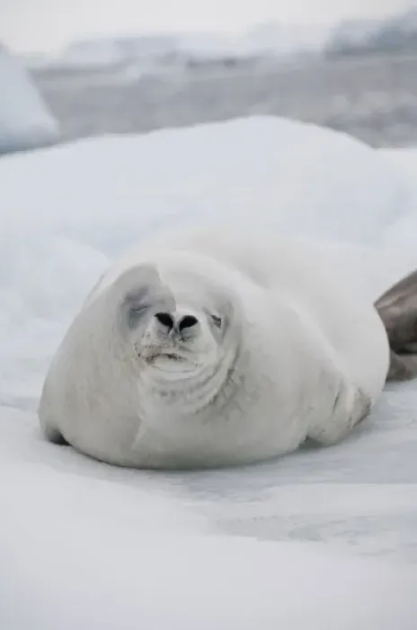 Framed Print : Antarctica, Antarctic Penninsula, Antarctic Sound. White Crabeater seal on iceberg (Wild Framed Print : Antarctica, Antarctic Penninsula, Antarctic Sound. White Crabeater seal on iceberg (Wild