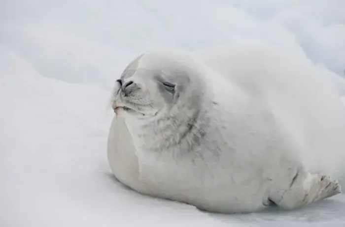 Framed Print : Antarctica, Antarctic Penninsula, Antarctic Sound. White Crabeater seal on iceberg (Wild