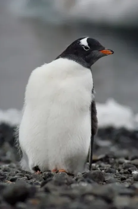 Framed Print : Antarctica, Antarctic Penninsula, Brown Bluff (63832 S, 56855 W). Gentoo penguin Framed Print : Antarctica, Antarctic Penninsula, Brown Bluff (63832 S, 56855 W). Gentoo penguin
