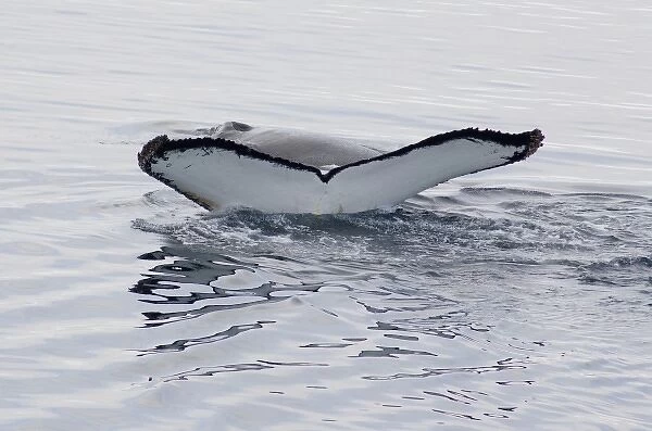 Antarctica, Antarctic Penninsula. Humpback whales (Megaptera novaeangliae) in Southern Ocean