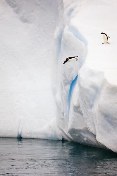 Antarctica, Antarctic Sound. Adelie penguin diving off an iceberg