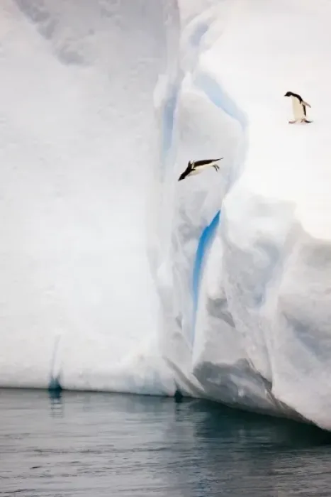 Framed Print : Antarctica, Antarctic Sound. Adelie penguin diving off an iceberg Framed Print : Antarctica, Antarctic Sound. Adelie penguin diving off an iceberg