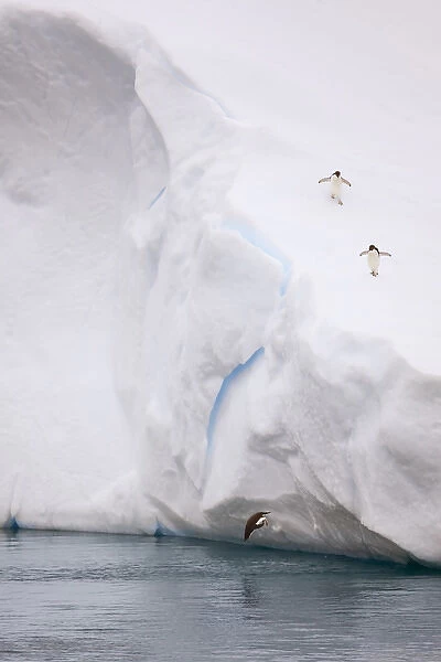 Antarctica, Antarctic Sound. Adelie penguin about to hit water after diving off iceberg