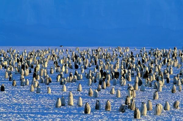 Antarctica, Australian Antarctic Territory, Auster EP Rookery. Emperor Penguins