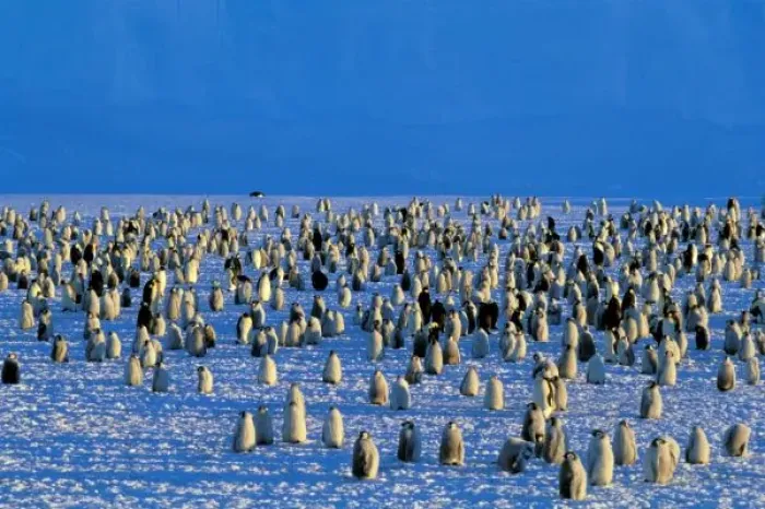 Framed Print : Antarctica, Australian Antarctic Territory, Auster EP Rookery. Emperor Penguins