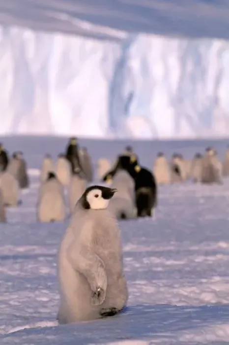 Framed Print : Antarctica, Australian Antarctic Territory, Auster EP Rookery. Emperor Penguin chicks