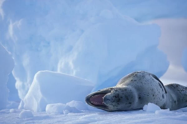 Antarctica, Boothe Island, Leopard Seal (Hydrurga leptonyx) hauled out on iceberg near Port Charcot