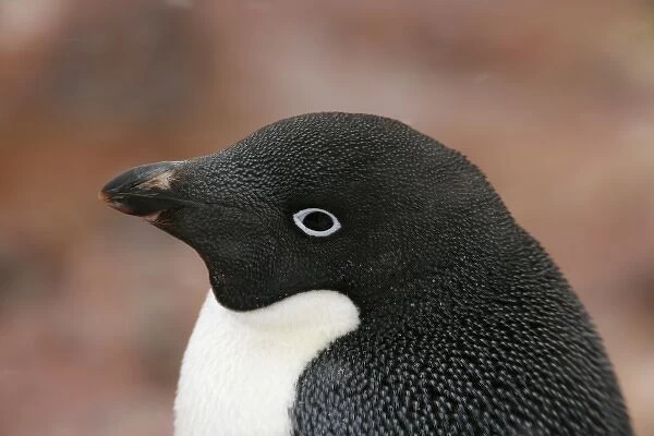 Antarctica, Brown Bluff. Close-up profile of adelie penguin adults head