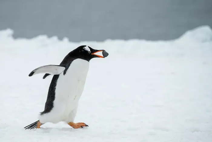 Framed Print : Antarctica, Brown Bluff. Gentoo penguin with nesting stone, courtship behavior