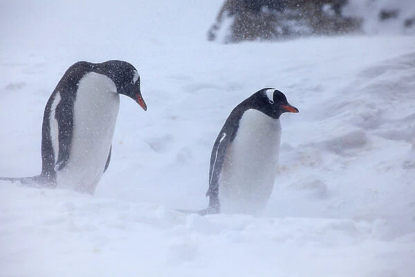 Antarctica, Brown Bluff, Gentoo Penguins in Snow Storm