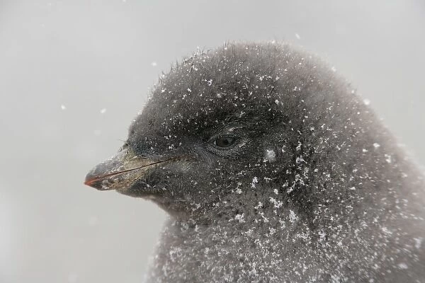 Antarctica, Brown Bluff. Portrait of adelie penguin chick in snowstorm