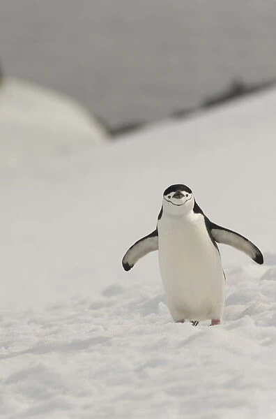 Antarctica, Chinstrap, Penguin