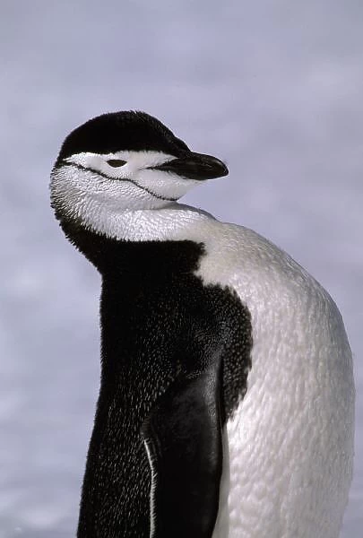 Antarctica. Chinstrap penguin