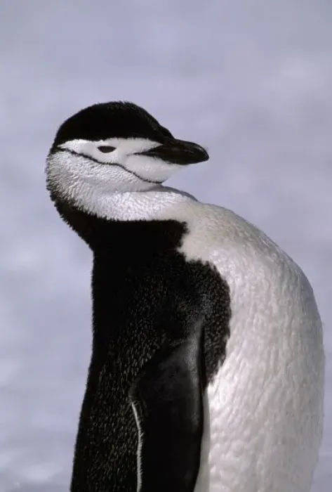Framed Print : Antarctica. Chinstrap penguin Framed Print : Antarctica. Chinstrap penguin