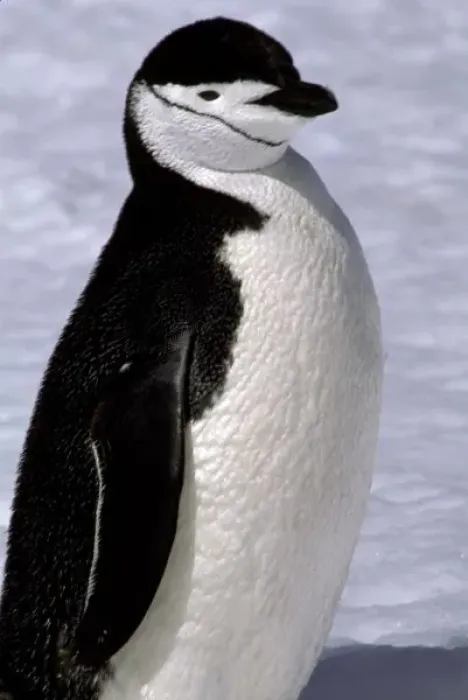 Framed Print : Antarctica. Chinstrap penguin Framed Print : Antarctica. Chinstrap penguin