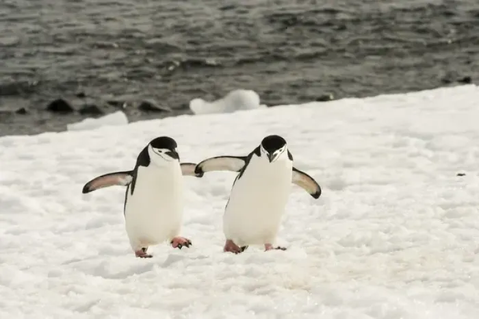 Framed Print : Antarctica, Chinstrap, Penguin, Walking Pair
