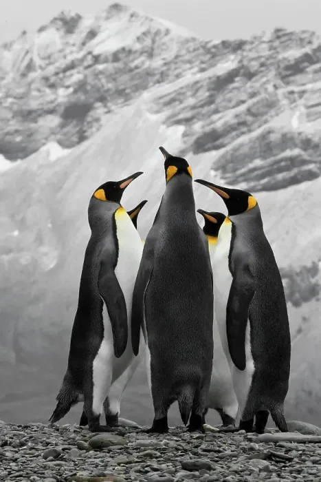 Framed Print : Antarctica. A conference of King Penguins