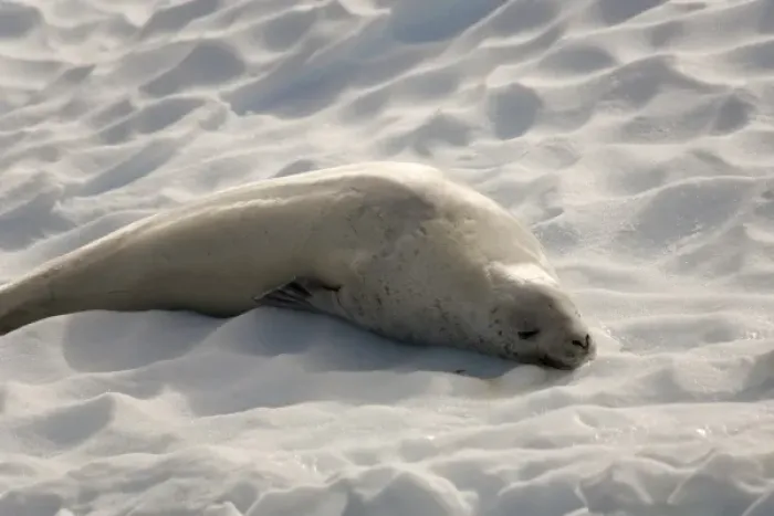 Framed Print : Antarctica. Crabeater seal asleep on ice flow Framed Print : Antarctica. Crabeater seal asleep on ice flow
