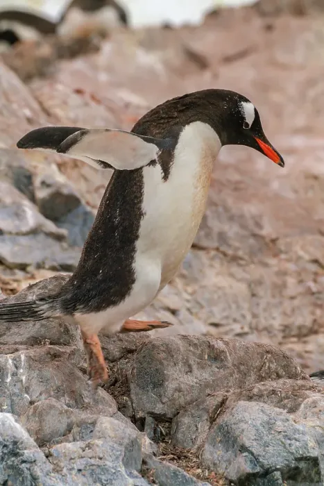 Framed Print : Antarctica, Cuverville Island. Gentoo penguin jumping on rocks. ©Cathy & Gordon Illg  /  Jaynes Gallery  /  DanitaDelimont.com