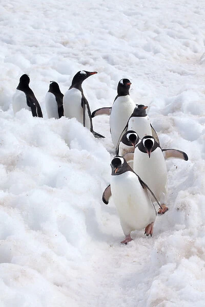 Antarctica, Cuverville Island, Gentoo Penguins Walking Through the Snow