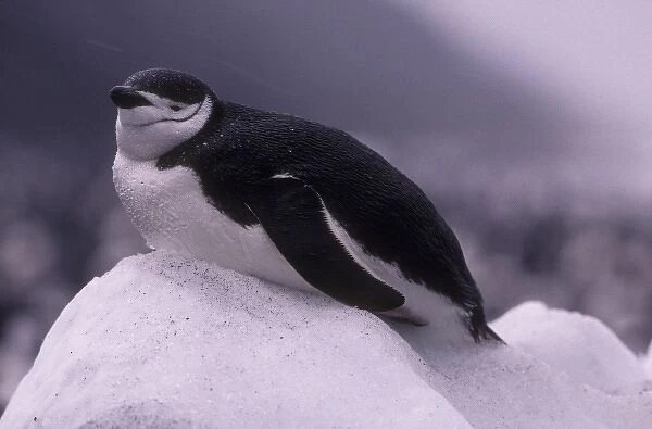 Antarctica, Deception Island, Chinstrap penguin (Pygoscelis antarctica) rests