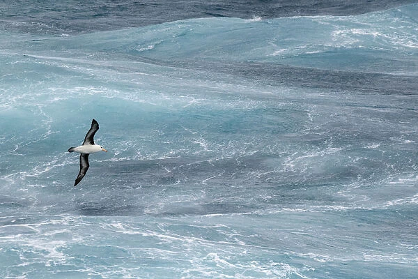 Antarctica, Drake Passage. Black-browed albatross soaring