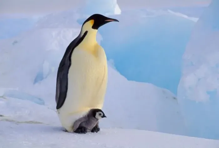 Framed Print : Antarctica, Emperor Penguin (Aptenodytes forsteri), Adult and chick Framed Print : Antarctica, Emperor Penguin (Aptenodytes forsteri), Adult and chick